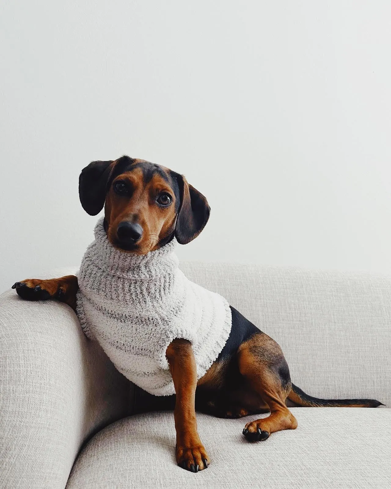 Fuzzy Pet Sweater